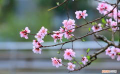 形容三月春天的优美句子有哪些