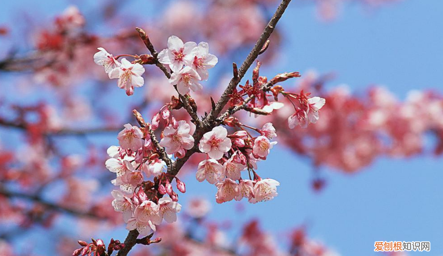 形容三月春天的优美句子有哪些