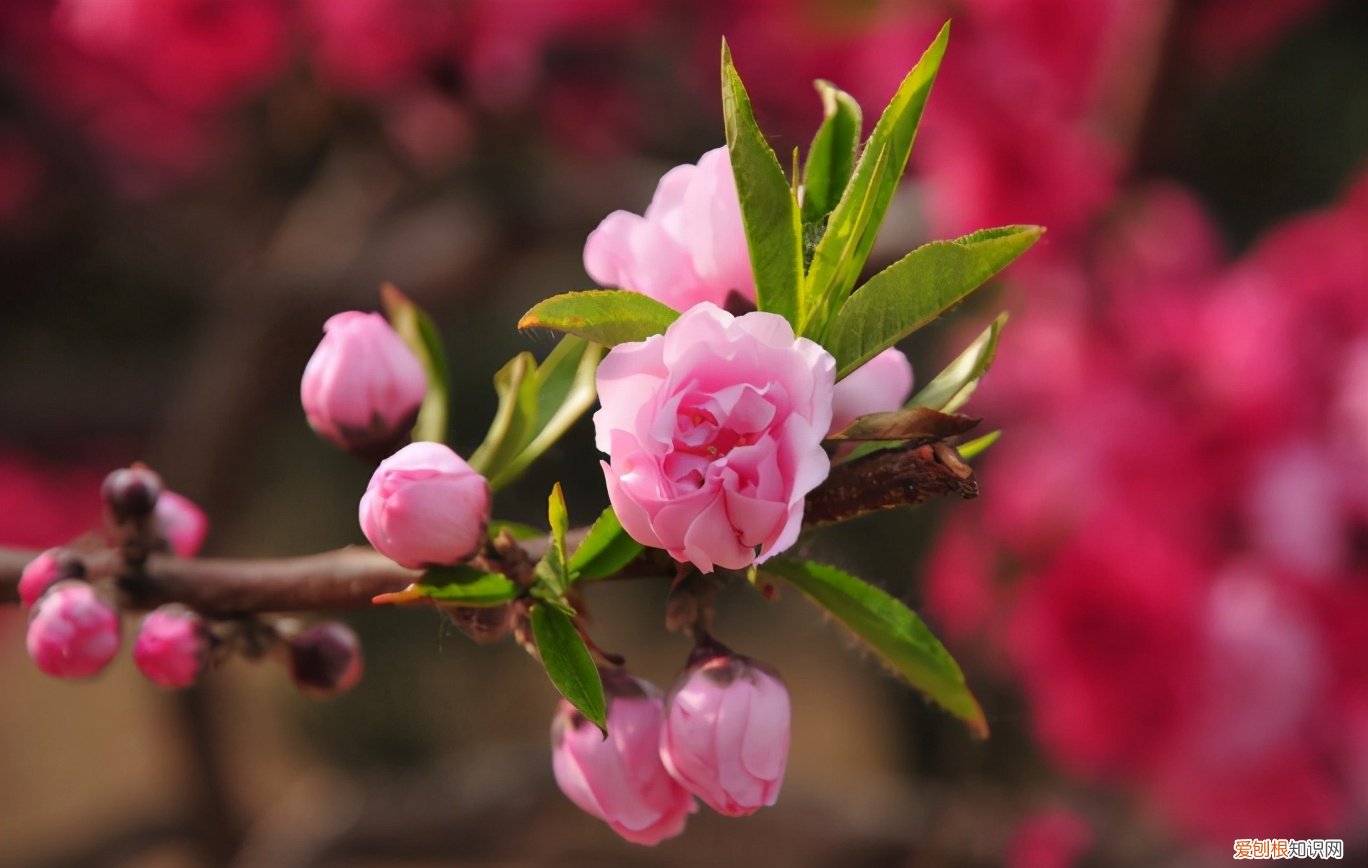 形容三月春天的优美句子有哪些