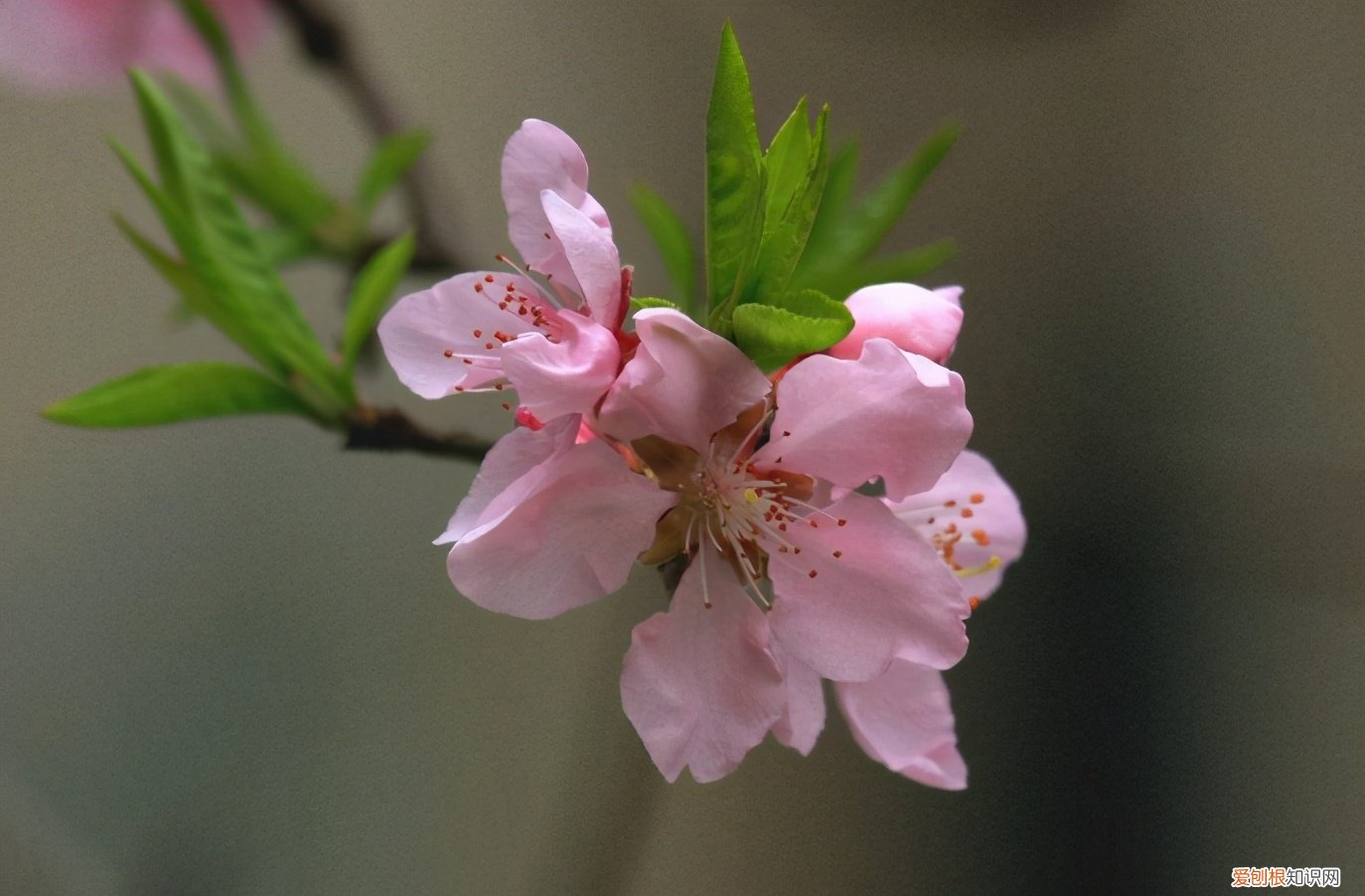 形容三月春天的优美句子有哪些
