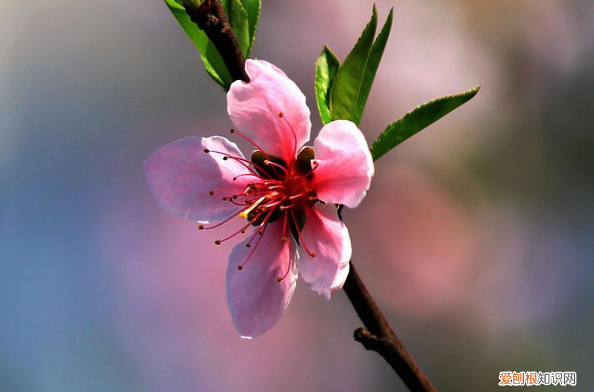 形容三月春天的优美句子有哪些