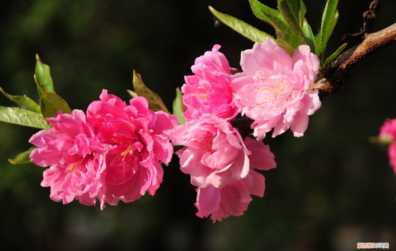 形容三月春天的优美句子有哪些