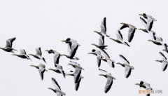 大雁飞行时为什么要排队，儿童故事一群大雁告诉我们什么道理