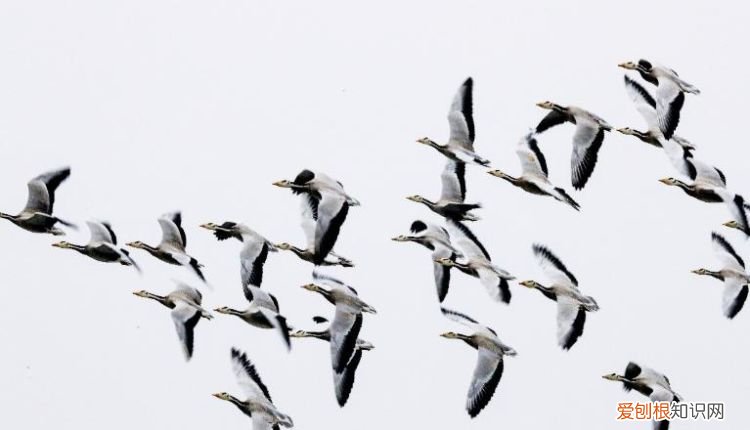 大雁飞行时为什么要排队,儿童故事一群大雁告诉我们什么道理