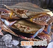 梭子蟹怎样挑选肥的,北戴河梭子蟹什么时候最肥