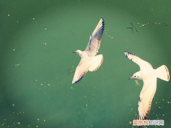 比翼而飞的意思是，比翼而飞的比是什么意思