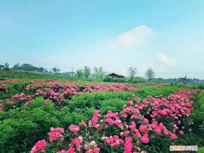 全球最好的玫瑰精油