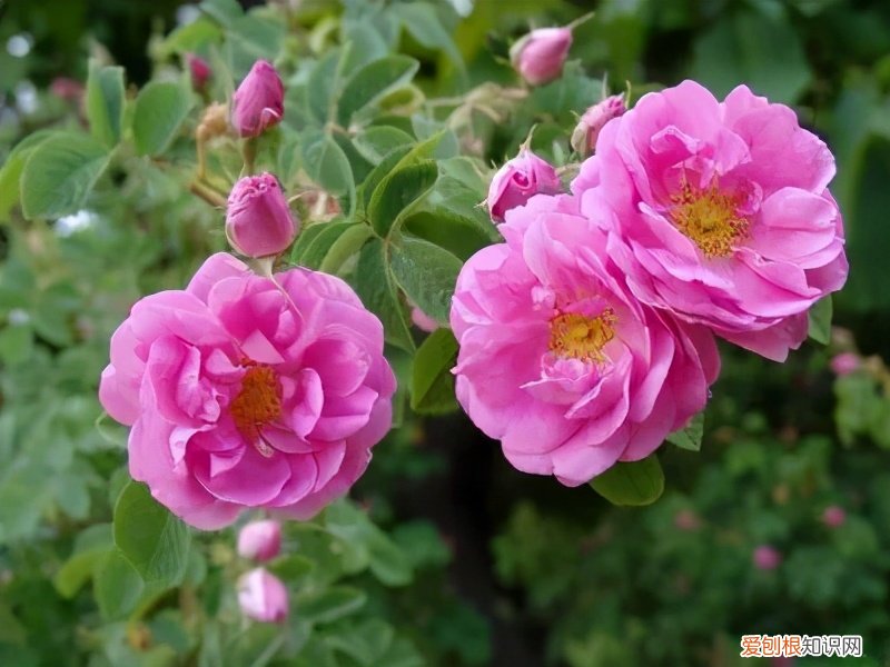 全球最好的玫瑰精油