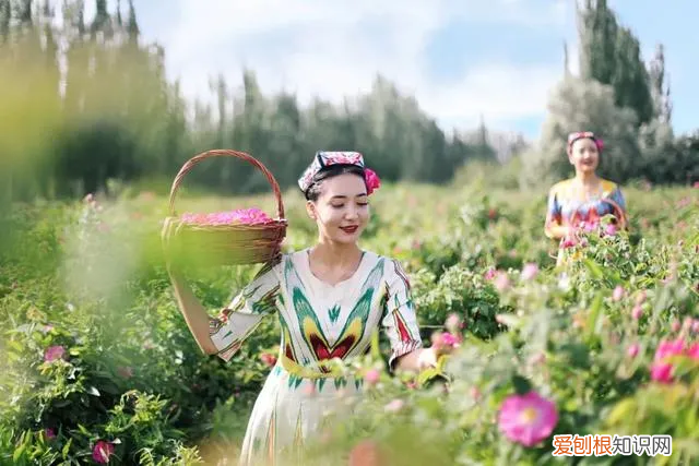 全球最好的玫瑰精油