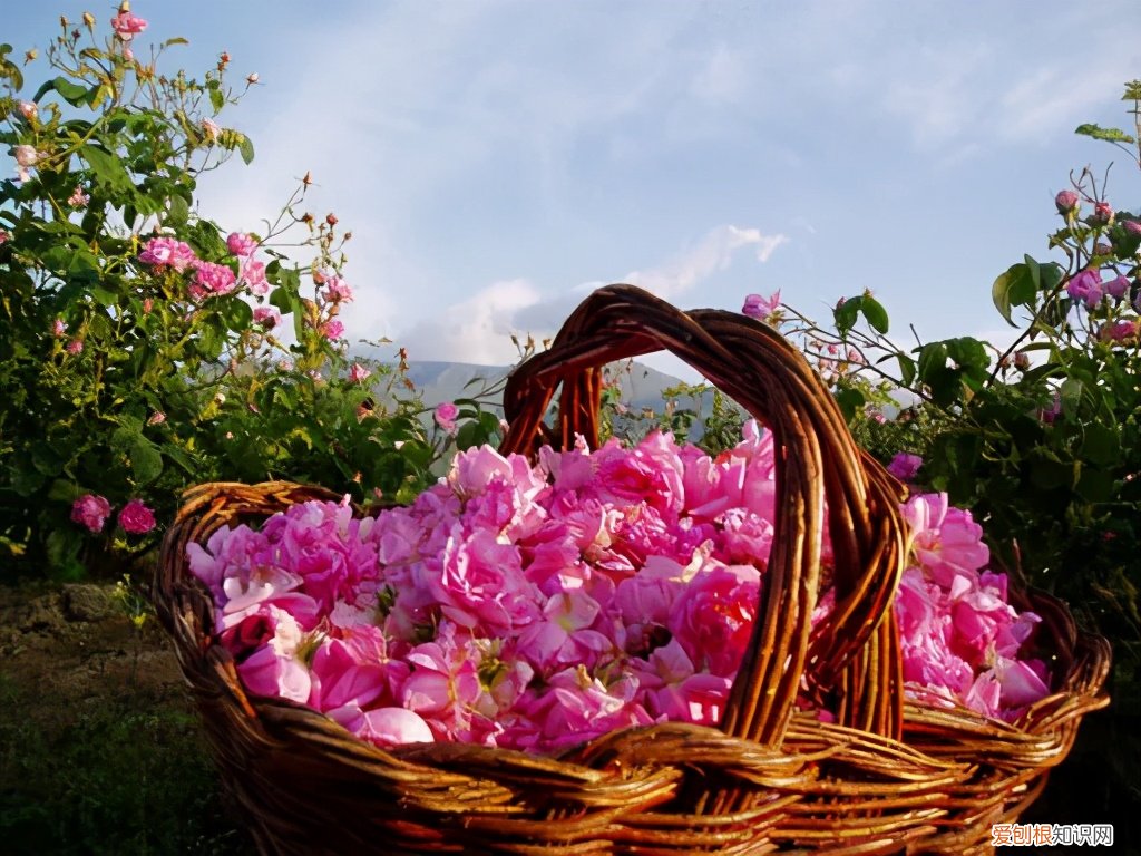 全球最好的玫瑰精油