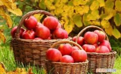 春天有什么水果丰收，春夏秋冬各有哪些水果