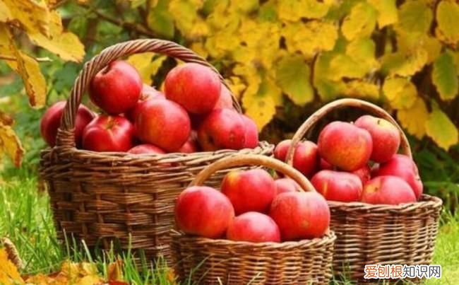 春天有什么水果丰收，春夏秋冬各有哪些水果