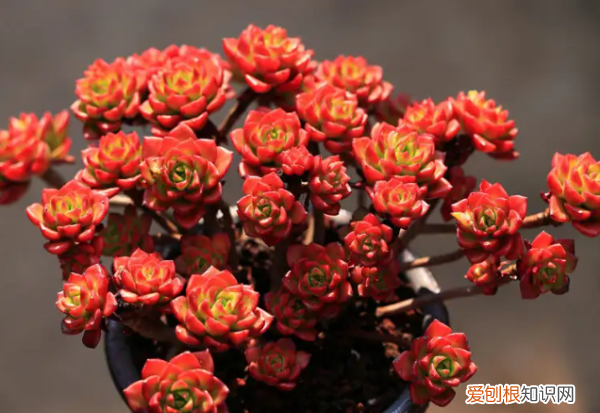 多肉哪个品种好看,好看又好养的多肉植物有哪些