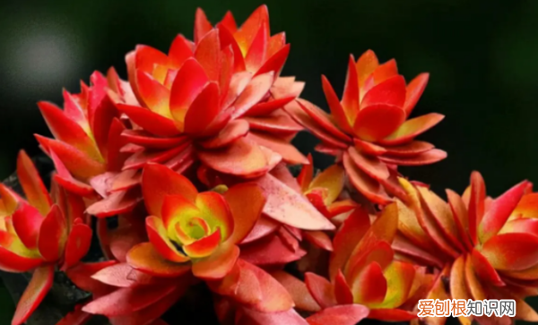 多肉哪个品种好看,好看又好养的多肉植物有哪些