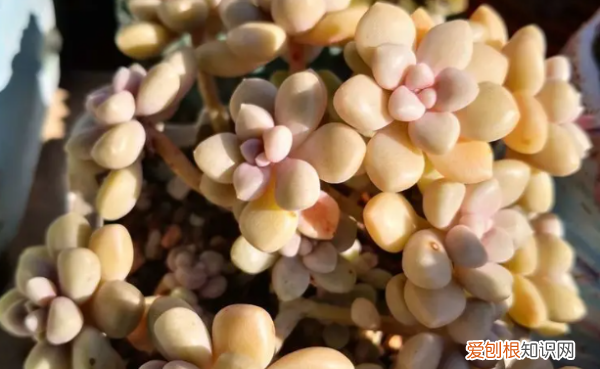 多肉哪个品种好看,好看又好养的多肉植物有哪些