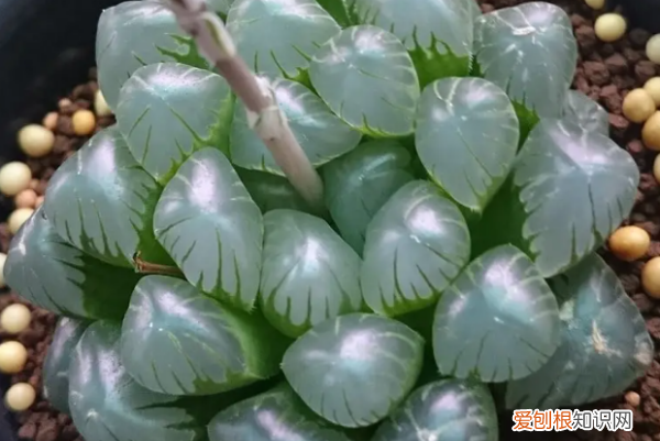 多肉哪个品种好看,好看又好养的多肉植物有哪些