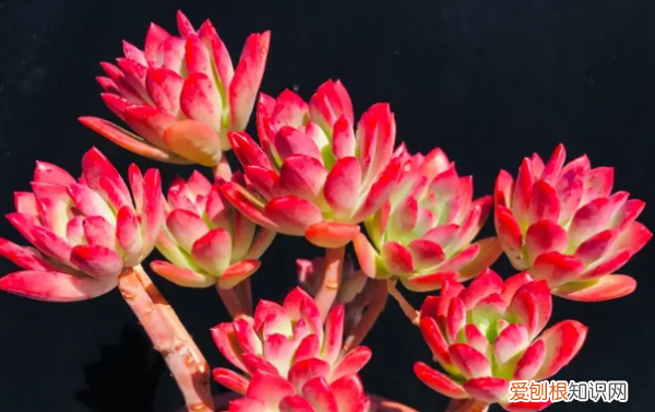 多肉哪个品种好看,好看又好养的多肉植物有哪些