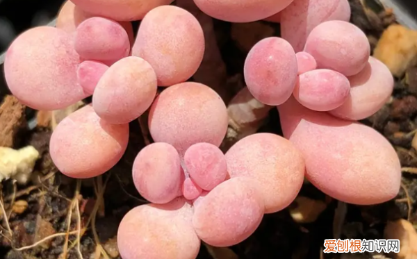 多肉哪个品种好看,好看又好养的多肉植物有哪些