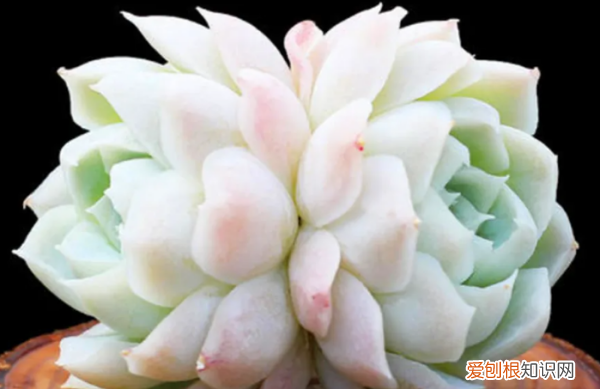 多肉哪个品种好看,好看又好养的多肉植物有哪些