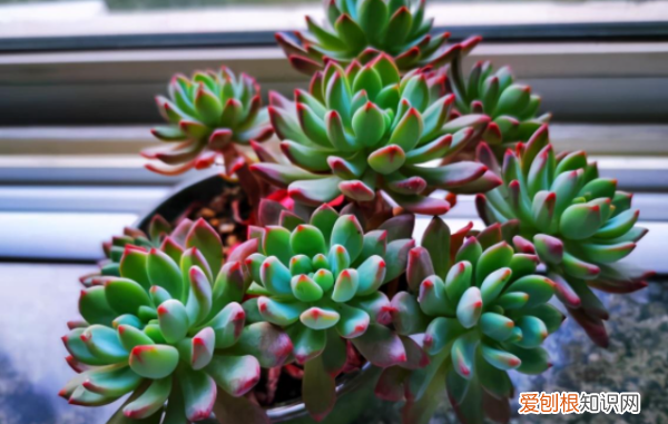 多肉哪个品种好看,好看又好养的多肉植物有哪些