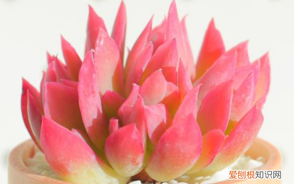 多肉哪个品种好看,好看又好养的多肉植物有哪些