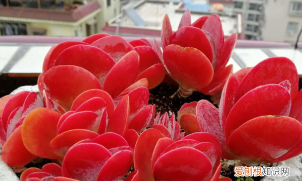 多肉哪个品种好看,好看又好养的多肉植物有哪些
