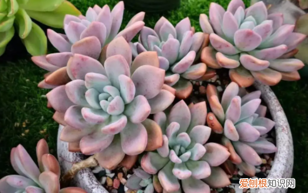 多肉哪个品种好看,好看又好养的多肉植物有哪些