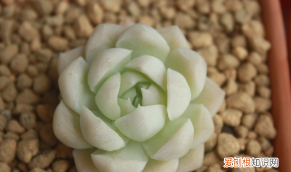 多肉哪个品种好看,好看又好养的多肉植物有哪些