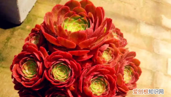 多肉哪个品种好看,好看又好养的多肉植物有哪些