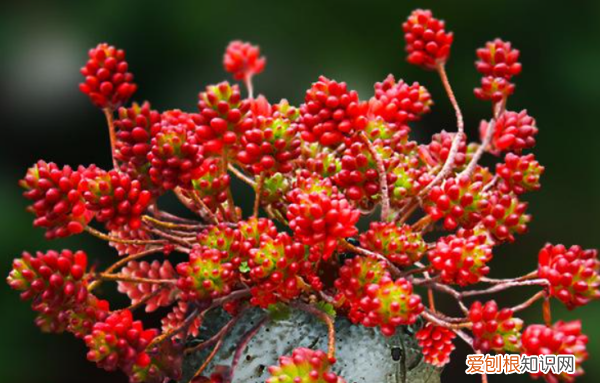 多肉哪个品种好看,好看又好养的多肉植物有哪些