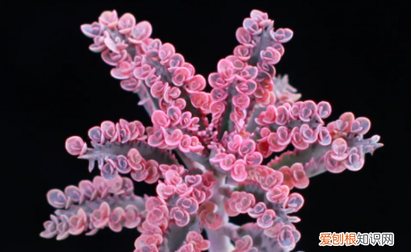 多肉哪个品种好看,好看又好养的多肉植物有哪些