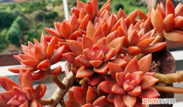 多肉哪个品种好看,好看又好养的多肉植物有哪些