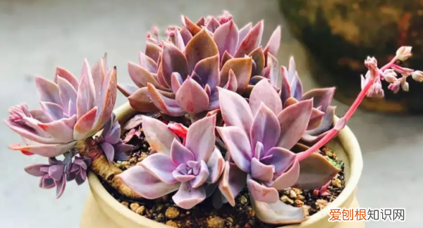 多肉哪个品种好看,好看又好养的多肉植物有哪些