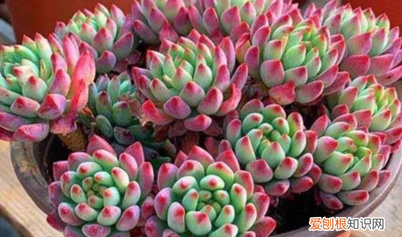 多肉哪个品种好看,好看又好养的多肉植物有哪些