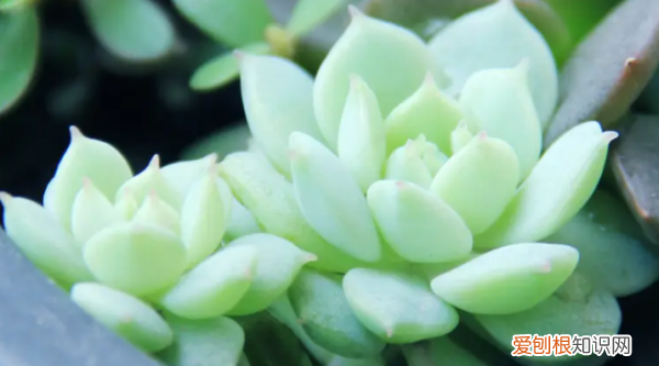 多肉哪个品种好看,好看又好养的多肉植物有哪些