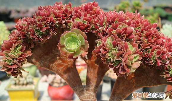 多肉哪个品种好看,好看又好养的多肉植物有哪些