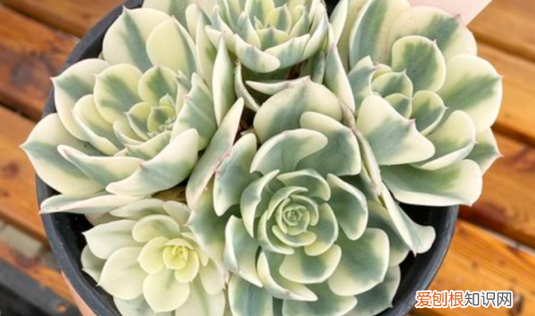 多肉哪个品种好看,好看又好养的多肉植物有哪些