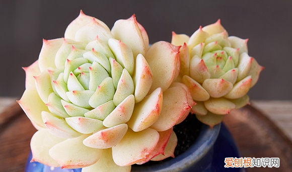 多肉哪个品种好看,好看又好养的多肉植物有哪些