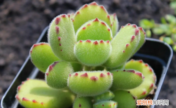 多肉哪个品种好看,好看又好养的多肉植物有哪些