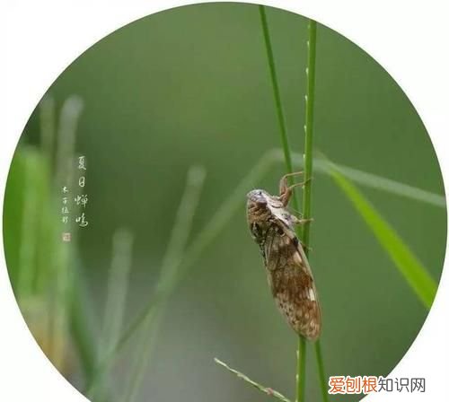 蝉鸣是什么季节,俳句蝉鸣代表什么季节