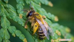 黑蜂寿命有多长，工蜂的寿命有多长