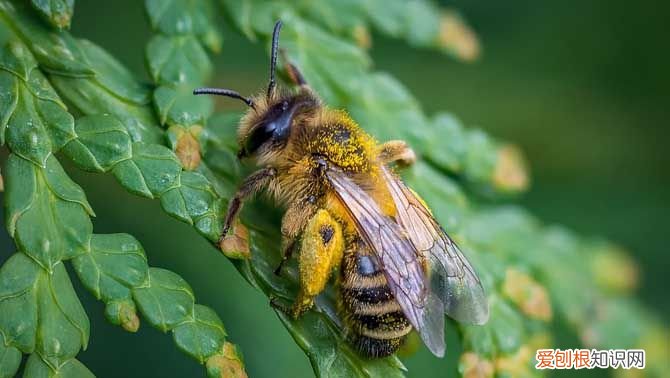 黑蜂寿命有多长,工蜂的寿命有多长