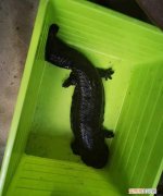 野生娃娃鱼是国家几级保护动物,野生小娃娃鱼是国家几级保护动物