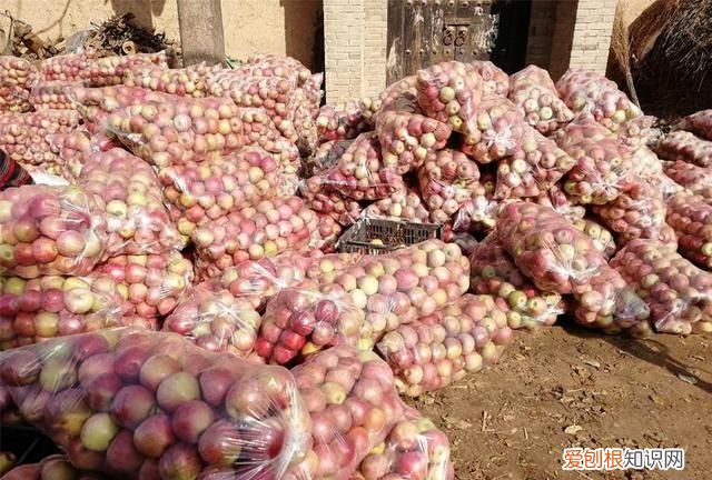 苹果什么时候传入中国，苹果手机是不是从激活之后开始算保修时间