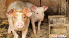 属猪的和什么属相最配