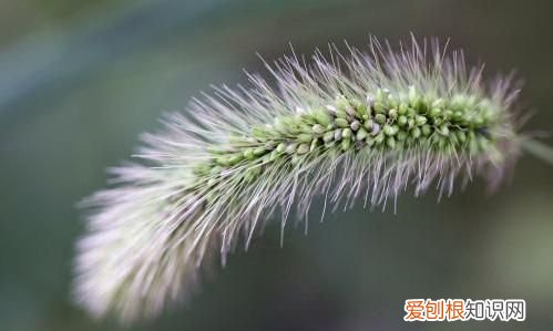 尖尾巴植物,尾巴植物学家称它为