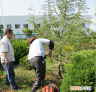 浇树浇根是什么意思