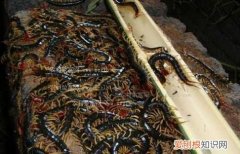 蜈蚣喜欢在什么环境下出来活动