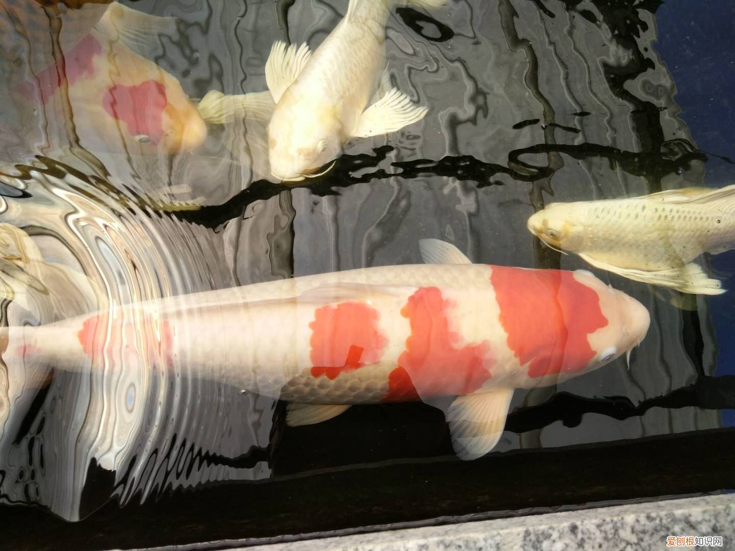 锦鲤鱼的饲养与管理