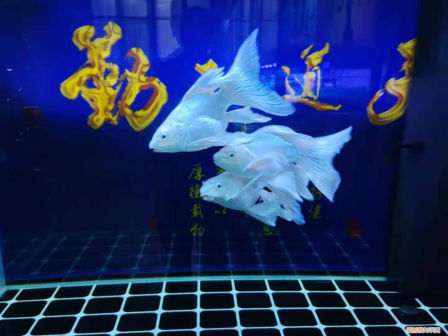 锦鲤鱼的饲养与管理